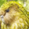 Kakapo Paint By Numbers