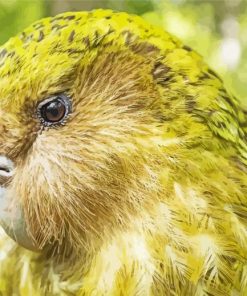 Kakapo Paint By Numbers