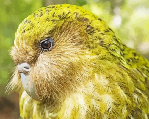 Kakapo Paint By Numbers