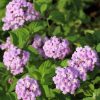 Lantana Purple Flowers Paint By Number