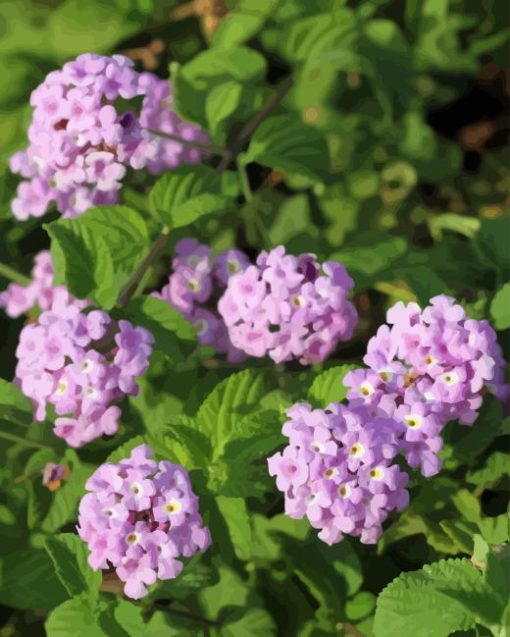 Lantana Purple Flowers Paint By Number