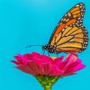 Monarch Butterfly On Pink Zinnia Paint By Number