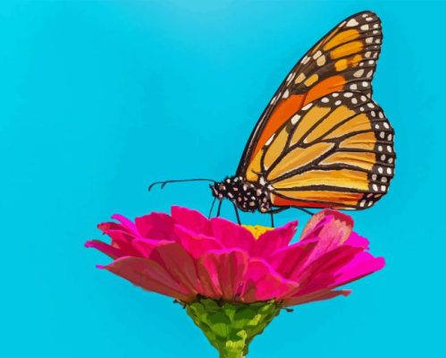 Monarch Butterfly On Pink Zinnia Paint By Number