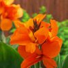 Orange Canna Lily Paint By Numbers