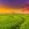 Paddy Field Sunset Paint By Number