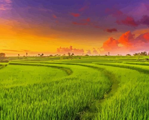 Paddy Field Sunset Paint By Number