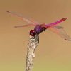 Pink Purple Dragonfly Paint By Numbers
