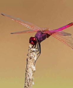 Pink Purple Dragonfly Paint By Numbers