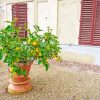 Potted Lemon Tree Paint By Numbers