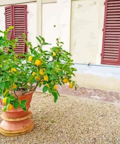 Potted Lemon Tree Paint By Numbers