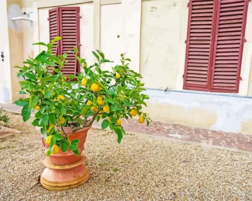 Potted Lemon Tree Paint By Numbers