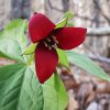 Red Trillium Flower Paint By Number