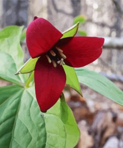 Red Trillium Flower Paint By Number