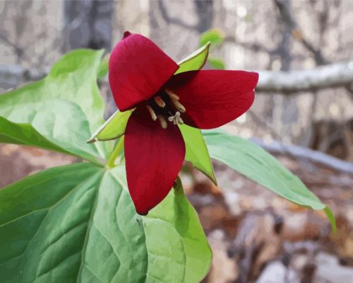 Red Trillium Flower Paint By Number