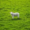 Sheep Lamp In Field Paint By Numbers