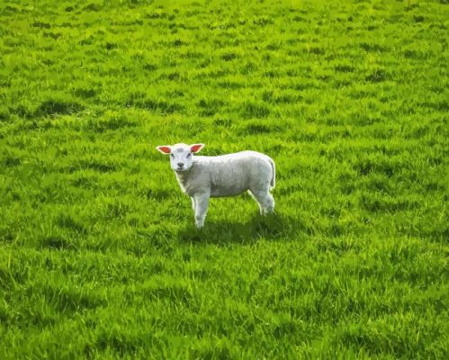 Sheep Lamp In Field Paint By Numbers