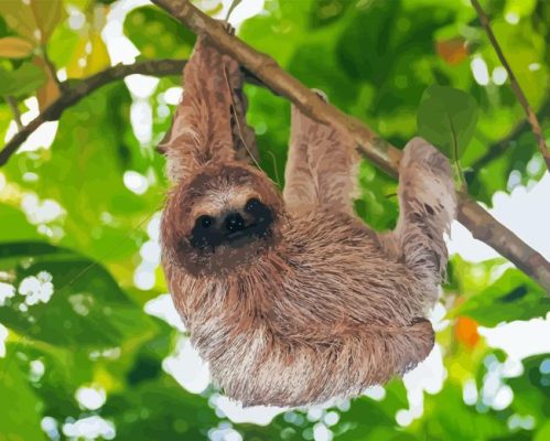 Sloth Branch Hanging Paint By Numbers