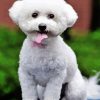 White Miniature Poodle Paint By Number