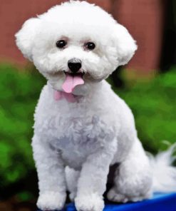 White Miniature Poodle Paint By Number