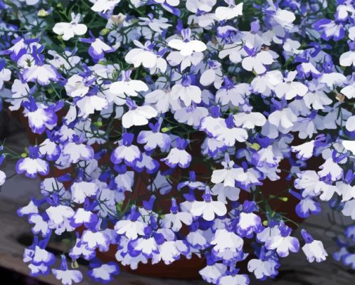 Lobelia Paint By Numbers