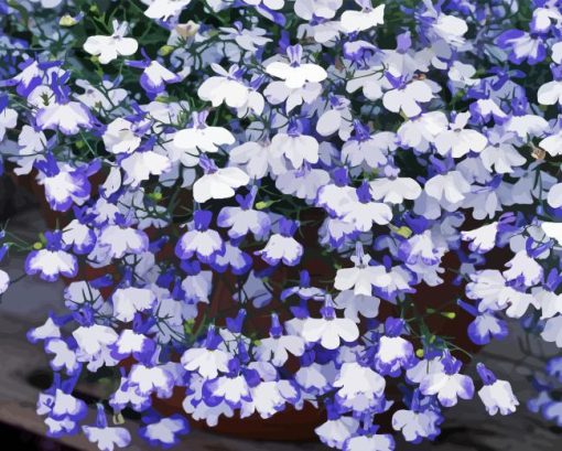 Lobelia Paint By Numbers