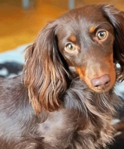 Long Hair Dachshund Paint By Number