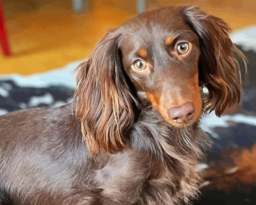 Long Hair Dachshund Paint By Number