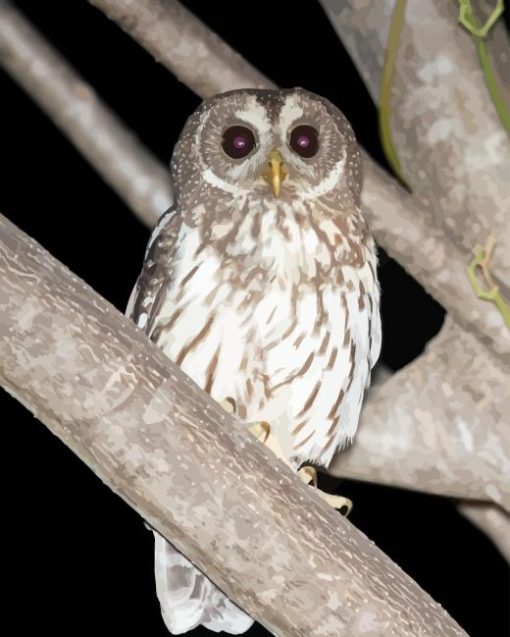 Marbled Owl Paint By Number