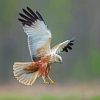 Marsh Harrier Bird Paint By Numbers