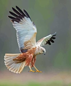 Marsh Harrier Bird Paint By Numbers