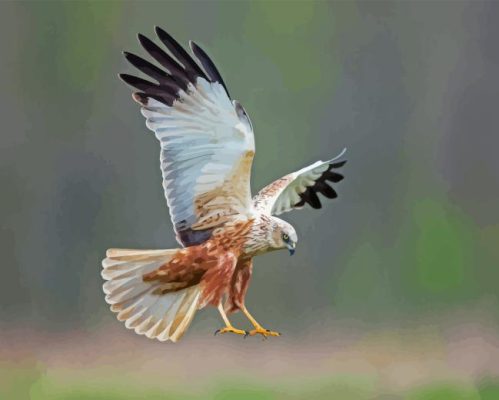 Marsh Harrier Bird Paint By Numbers