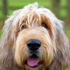 Otterhound Dog Paint By Numbers