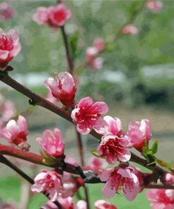 Peach Tree Flower Paint By Numbers