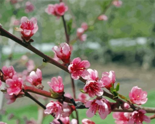 Peach Tree Flower Paint By Numbers