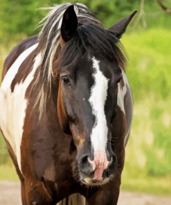 Pinto Horse Paint By Number