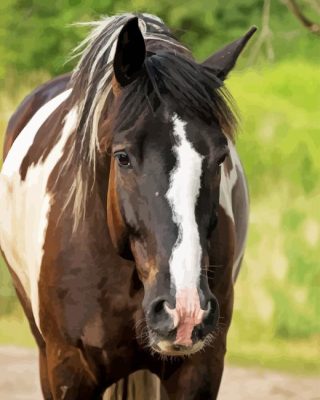 Pinto Horse Paint By Number