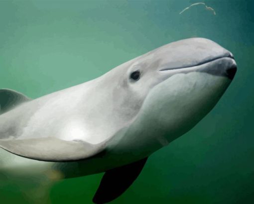 Porpoise Underwater Paint By Numbers