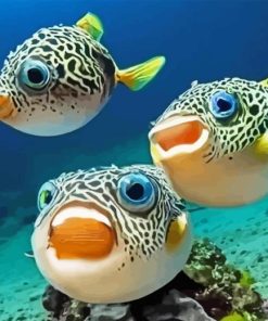 Puffer Fish Paint By Number