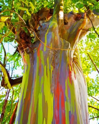 Rainbow Eucalyptus Paint By Numbers