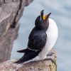 Razorbill Bird Paint By Number