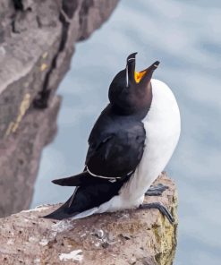 Razorbill Bird Paint By Number