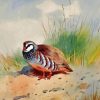 Red Legged Partridge Paint By Number