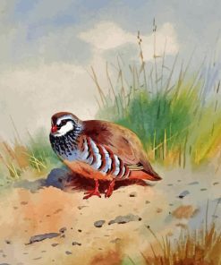 Red Legged Partridge Paint By Number