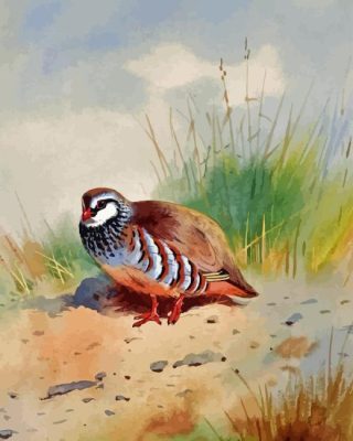 Red Legged Partridge Paint By Number