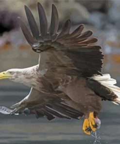 Sea Eagle Catching Fish Paint By Number