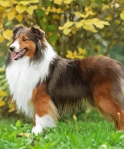 Shetland Dog Paint By Number