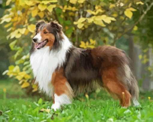 Shetland Dog Paint By Number
