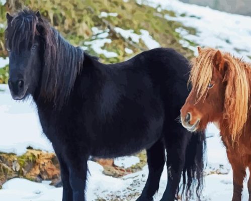 Shetland Ponies Paint By Numbers