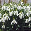 Snowdrops Flower Paint By Number