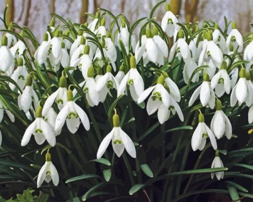 Snowdrops Flower Paint By Number